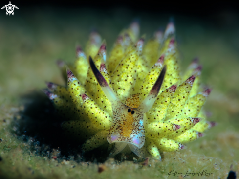 A Costasiella Sea Slug