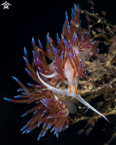 A Cratena nudibranch