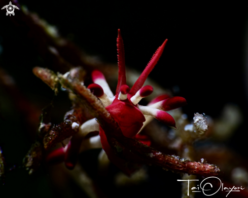 A Okenia nakamotoensis