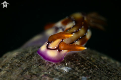 A Hypselodoris krakatoa nudibranch