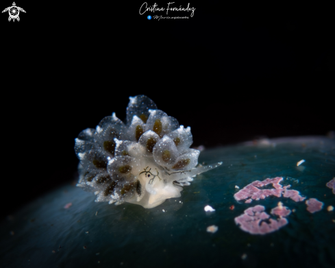 A Nudibranch