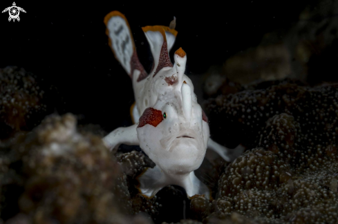 A Clown Frogfish