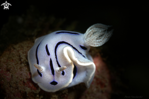 A NUDIBRANCH
