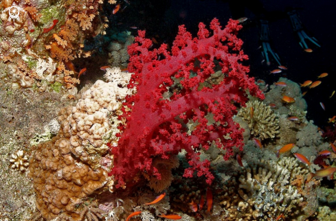 A soft corals