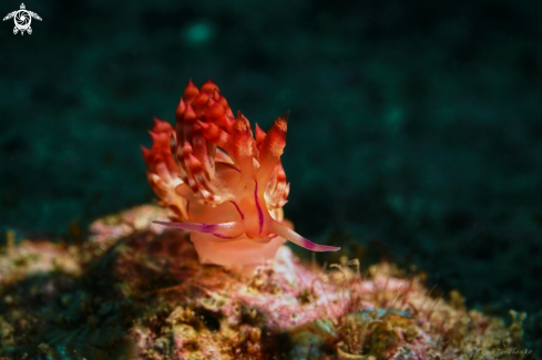 A NUDIBRANCH