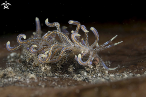 A Phyllodesmium poindimiei