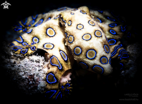 A Blue-ringed octopus
