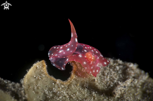 A Philinopsis ctenophoraphaga