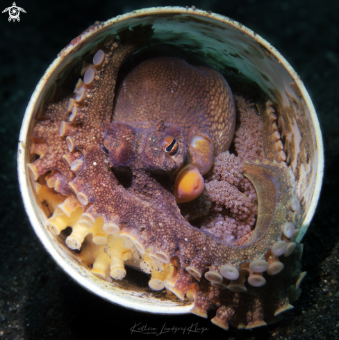 A Coconut Octopus with Eggs