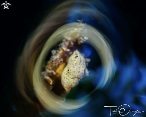 A Frogfish
