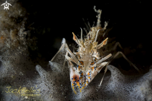 A Tiger Shrimp