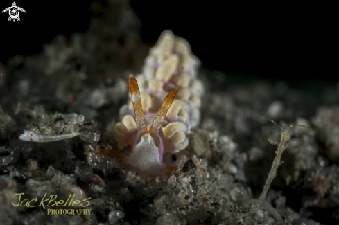 A Trinchesia sp.