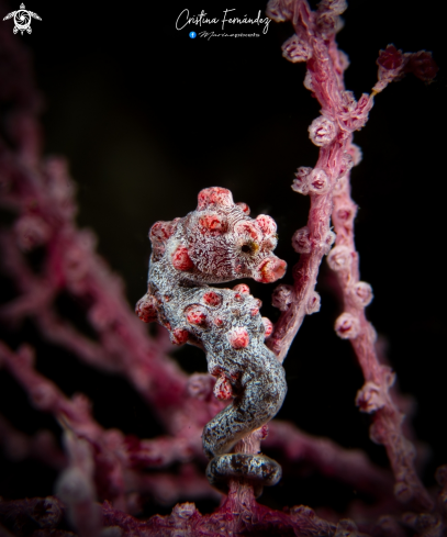 A Pygmy seahorse