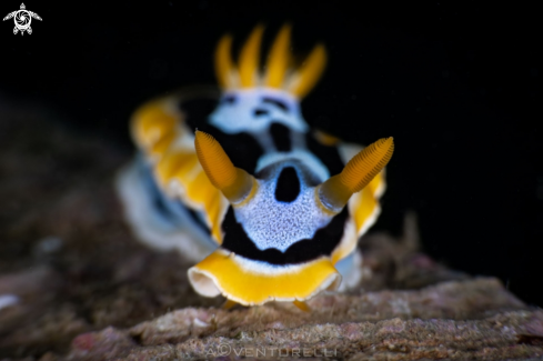 A Chromodoris quadricolor nudibranch