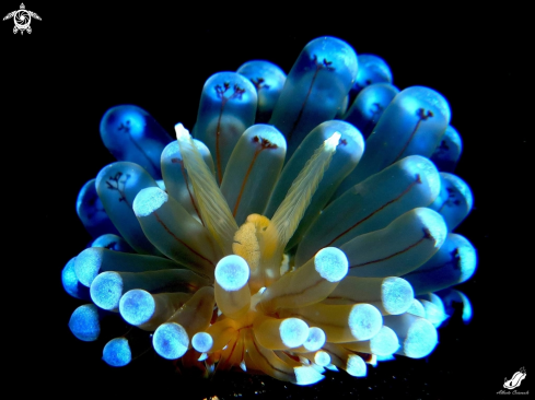 A Antiopella 
