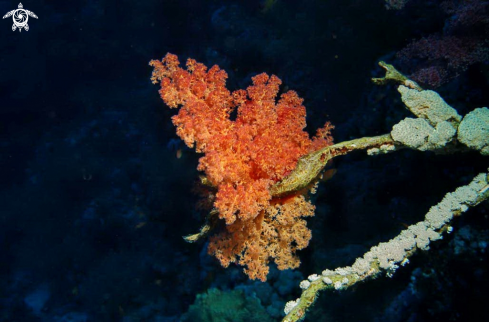 A soft corals