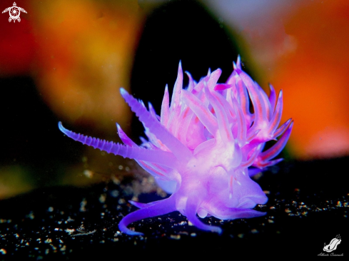 A Flabellina