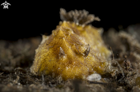 A Halgerda dalanghita