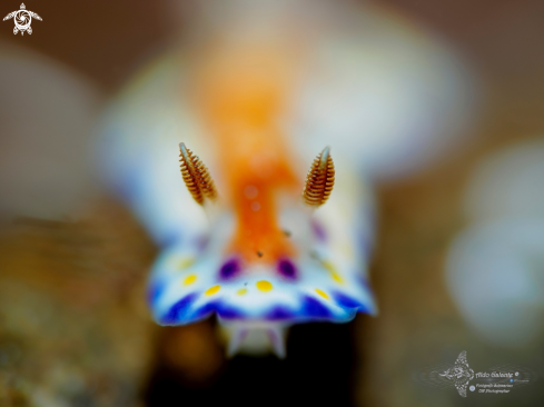A Nudibranch