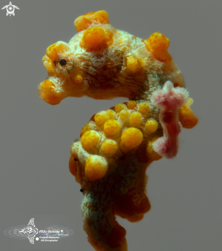 A Pygmy Seahorse Bargibanti (Size: 18 mm./0.70 Inch) 