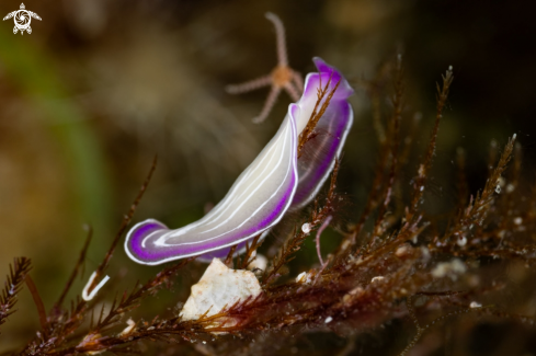 A Planaria rosa