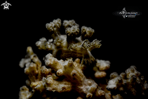 A Nudibranch