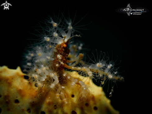 A Decorator Crab