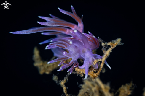 A Flabellina affinis nudibranch
