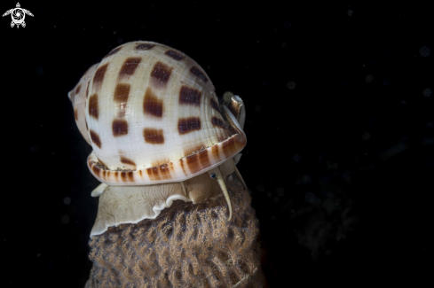 A Naticarius onca
