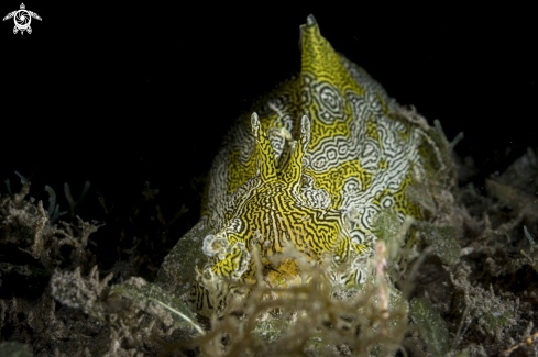 A Syphonota geographica