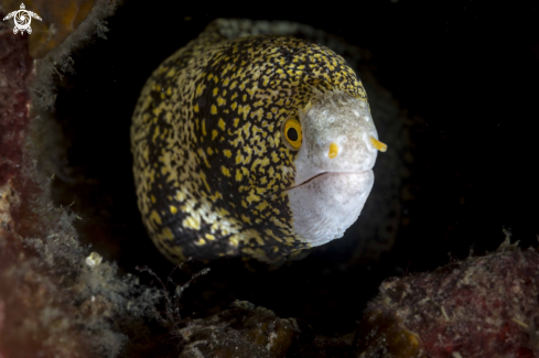 A Echidna nebulosa