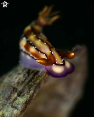 A Hypselodoris krakatoa nudibranch