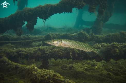 A Pike