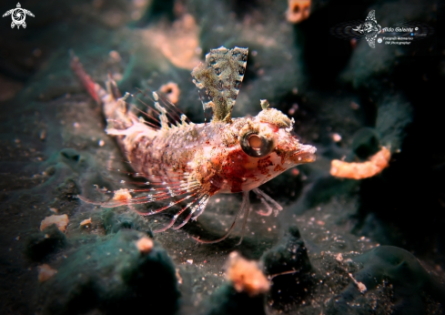 A Miracle Threefin Fish