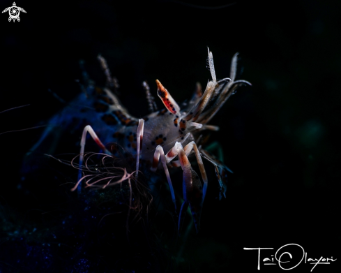 A Tiger shrimp