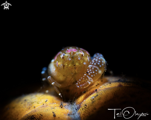 A Odontonia katoi