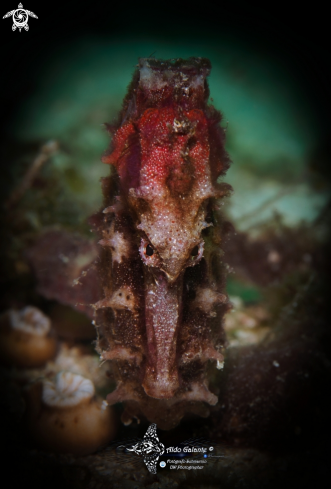 A Hippocampus Tiger Tail 