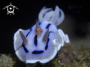 A nudibrach