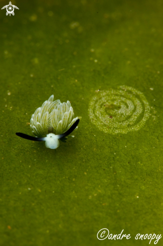 A Costasiella usagi | Nudibranch