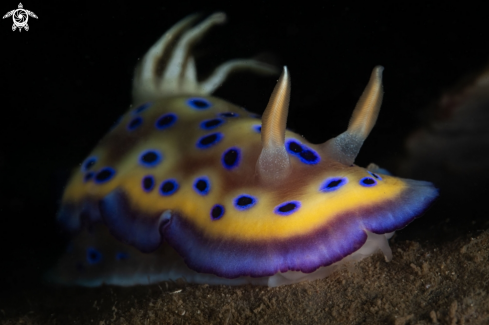 A Goniobranchus kuniei nudibranch