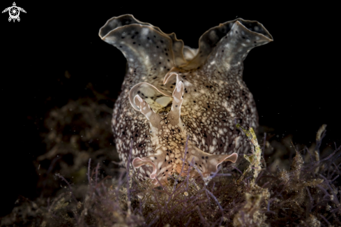 A Aplysia argus