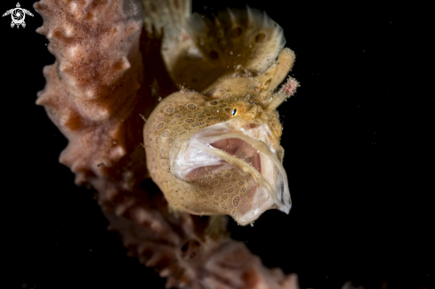 A Painted Frogfish