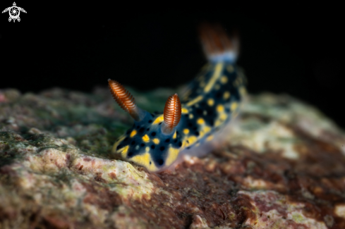 A Hypselodoris infucata nudibranch