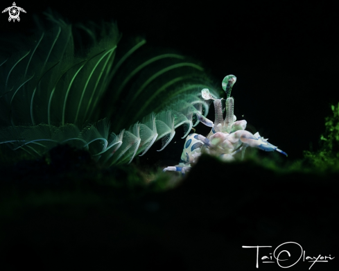 A Harlequin shrimp