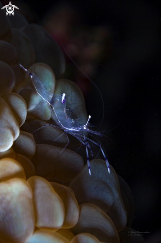 A Cleaner shrimp