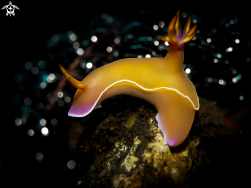 A Hypselodoris Nudibranch