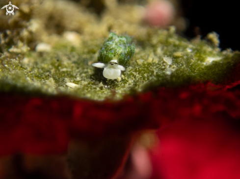 A seaslug