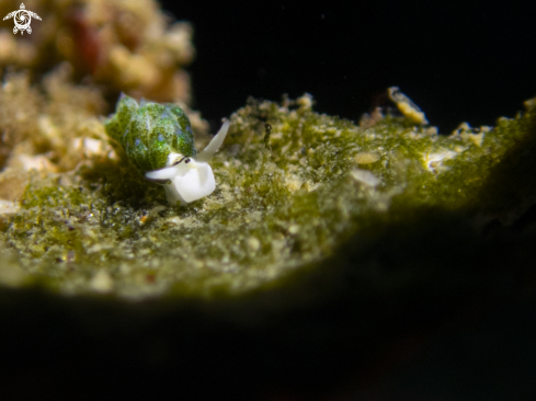 A seaslug