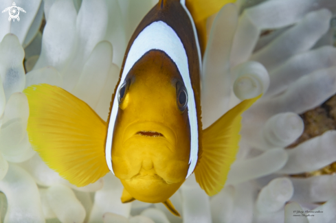 A Clown fish
