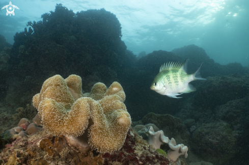 A damsel fish